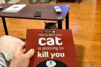 How to tell if your cat is plotting to kill you