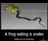 Frog eating a snake