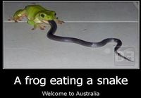 Frog eating a snake