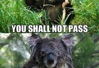 Moist koalas