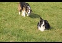 The Collie walk