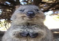 Quokka nautiskelee ja mässyttää