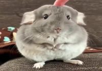 Chinchilla söpöilee