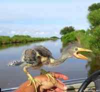 Niin minne dinosaurukset hävisi? - Kuvassa &quot;blue heron&quot; poikanen. Ei napannut googlata mikä lintu.