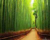 bamboo