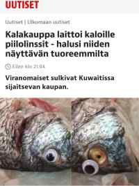 Halvimmat piilolinssit nyt Tigerista/Tiimarista - Kaloille laitettiin &quot;piilolinssit&quot;.