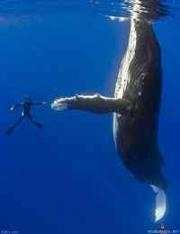 Whale high five