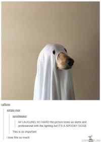 Spooky Doge