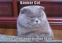 banker cat