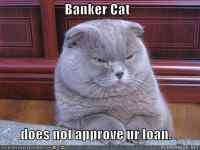 banker cat