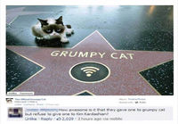 Grumpy Cat