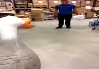 Screaming duck