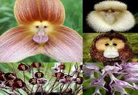 Monkey orchid