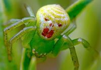 Clown spider