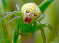 Clown spider - Theridion grallator