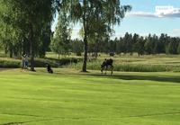 Hirvi ei pidä Golfin pelaajasta