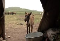 Tsaatan (Mongolian Reindeer People)