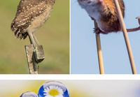 Comedy Wildlife Photography