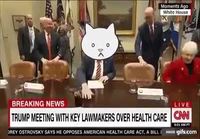 Trump cat