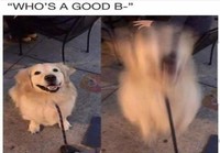 Good boy