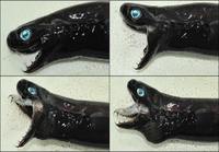 Viper dogfish