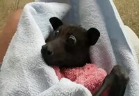 Bat gets a snack