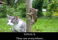 Ninja