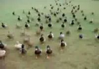 Ducks army