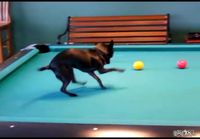 Chihuahua Plays Pool