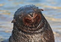 Happy seal