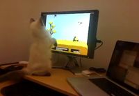 Cat plays Duck Hunt