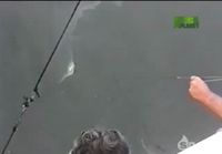 Shark pulls man in 