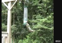 Squirrel Caught In A Spinning Feeder