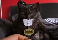 Batcat