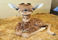 Baby giraffe