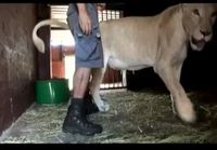 Lioness shows trust in man with her newborn cubs