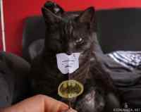 Batcat