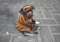 Tiger puppy