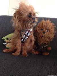 Chewbacca