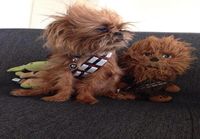 Chewbacca