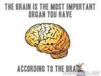 The brain is the most important organ you have - .. wait a minute