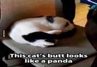 kungfu panda cat