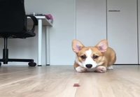 Corgi ryömii