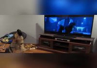 Dogception