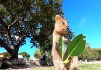 Quokka nautiskelee