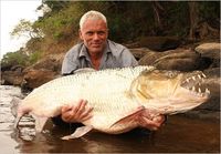 Goliath tigerfish