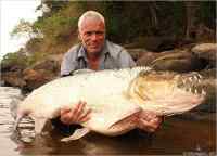 Goliath tigerfish - Kongolainen pepsodent särki. 