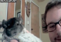 Chinchilla ja aggressio