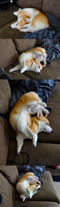 Corgi nukkuu