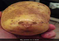 Potato